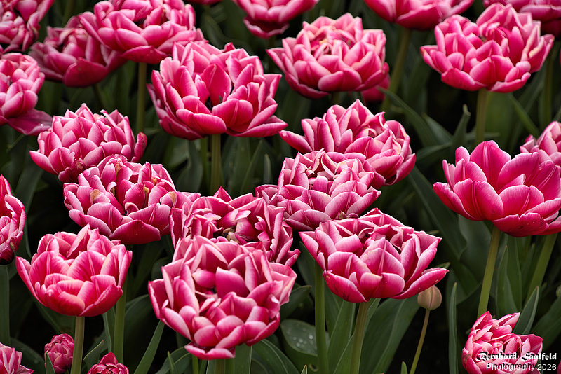 Bernhard Saalfeld - Tulpenpracht 2026 (4v9)